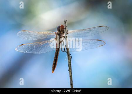 A wandering glider (Pantala flavescens) dragonfly sits on a twig. Stock Photo