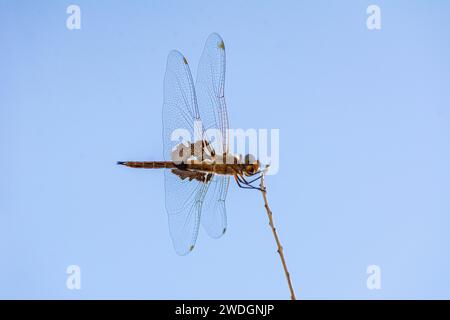A red-mantled saddlebags or red saddlebags (Tramea onusta) rests on a twig. Stock Photo
