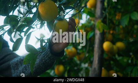 Close-up ripe yellow lemons hanging on tree. Farmer man picking ripe lemons one by one Stock Photo