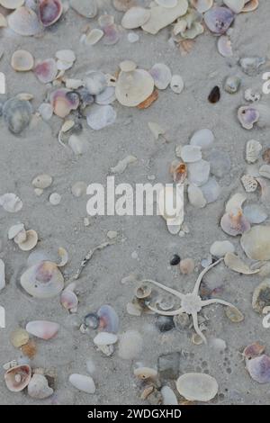 A brittle star on a beach with sand and seashells. Stock Photo