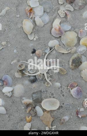 A brittle star on a beach with sand and seashells. Stock Photo