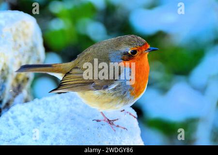 Robin redbreast sitting in the snow showing its finely textured  feathers against muted green background in Northumberland   Park North Shields Stock Photo