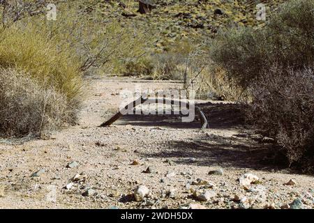 dry wash in the desert blocked by dead tree branch, mohave county arizona Stock Photo