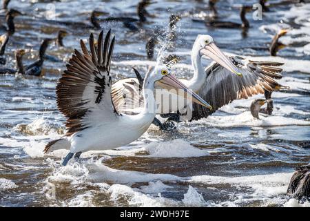 Australian pelican (Pelecanus conspicillatus) follows and harasses great cormorant (Phalacrocorax carbo), to steal their caught fish. Stock Photo