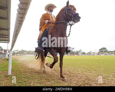 Peruvian horse and rider, known as Chalan, showing his gait at the XXI Regional Competition of the Peruvian Paso Horse of San Pedro de Mala. The Peruvian Paso Horse is a breed of light saddle horse known for its smooth ride distinguished by a natural, four-beat, lateral gait and was declared a Cultural Heritage of the Nation. Stock Photo