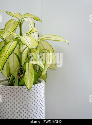 Large round concrete pot dot pattern with light green leaves on white background with copy space, vertical style. Stock Photo