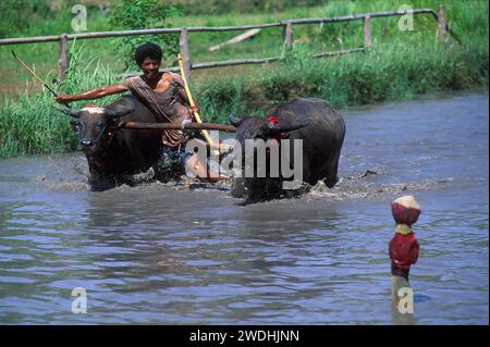 Man riding pair of buffalo-racing, taken in 1996, Badas District ...
