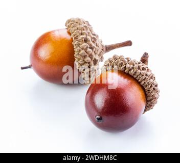 two an oak acorns isolated white background Stock Photo