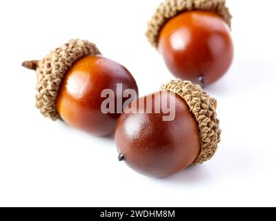 oak acorns with leaf isolated white background Stock Photo