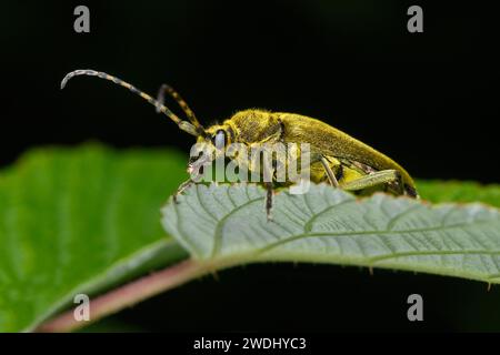 A green longhorned beetle (Leptura viridina, Lepturobosca virens) sits on the leaves. Macro photo Stock Photo