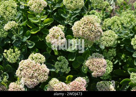 Oreginal flowers with a green park area with flowers and interesting leaves. Stock Photo