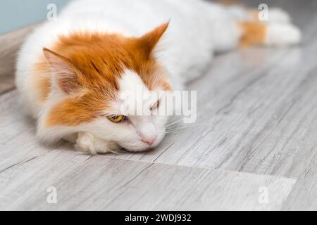 domestic cat lies stretched out on the floor. the cat lies with his head on his paw. cat sleeps lying on the floor at home. Stock Photo