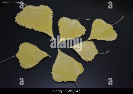 Yellow poplar leaves are laid out on glossy black background. Stock Photo