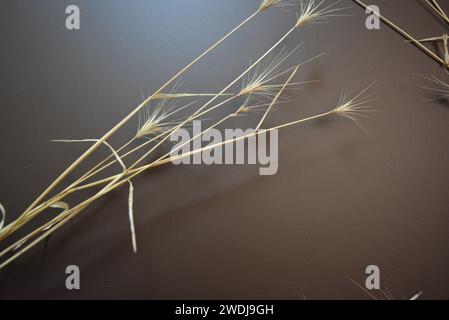 Golden stalks of dry grass on a brown matte background Stock Photo