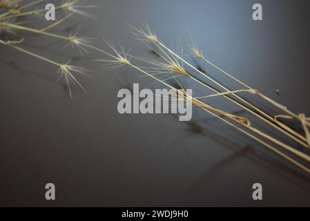 Golden stalks of dry grass on a brown matte background Stock Photo