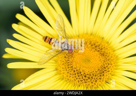Marmalade hoverfly - Episyrphus balteatus on a blossom of Pentanema hirtum Stock Photo