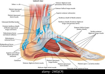 Foot anatomy illustration, with annotations. Stock Vector