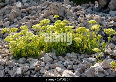 Plants growing on the rocky coast near the city of Nin in Croatia Stock Photo