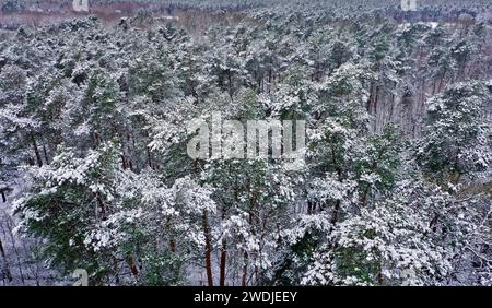 Aerial View of a Pine Forest in Germany During Snowfall Stock Photo