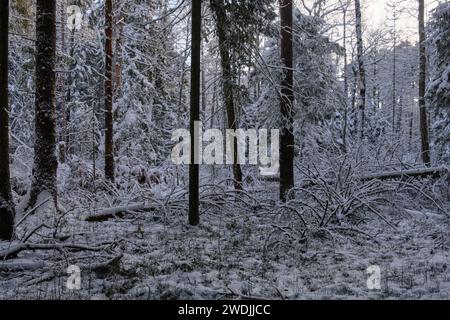 Wintertime landscape of snowy coniferous tree stand with pine trees in foreground, Bialowieza Forest, Poland, Europe Stock Photo