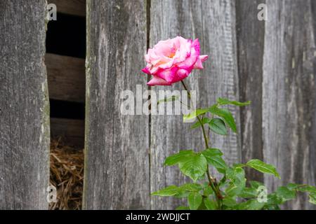 Pink rose flower on gray wooden plank wall background Stock Photo