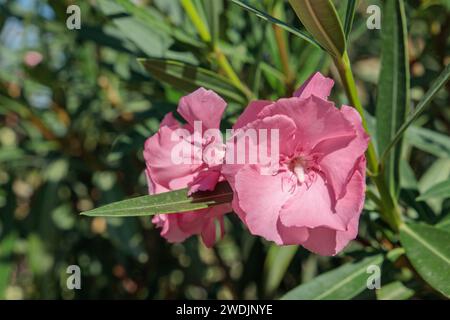 Pink Nerium blossoms (Nerium oleander). Space for your text. Stock Photo