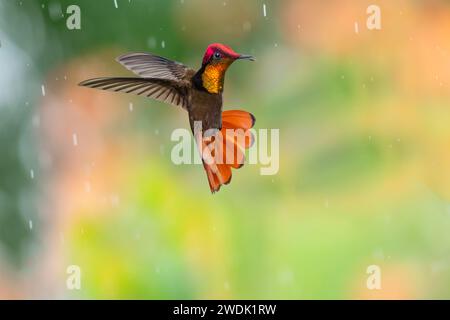 Exotic Ruby Topaz hummingbird, Chrysolampis mosquitus, hovering in the rain with tail flared and chirping Stock Photo