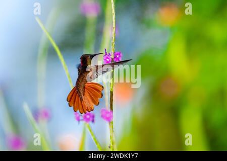 Tropical, Ruby Topaz hummingbird, Chrysolampis mosquitus, flying with tail flared pollinating purple flowers Stock Photo