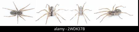 Hogna antelucana is a fairly common species of wolf spider in the family Lycosidae isolated on white background. Florida example four views Stock Photo