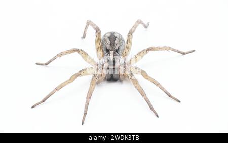 Hogna antelucana is a fairly common species of wolf spider in the family Lycosidae isolated on white background. Florida example front face view low a Stock Photo