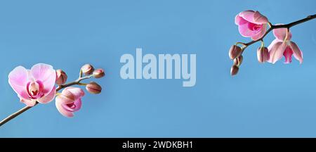 Branch of tropical pink orchids on blue background. Stock Photo