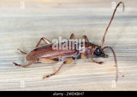 Ceresium unicolor, longhorn beetle (Cerambycidae), also known as long-horned or longicorns found on island of Mauritius. Stock Photo