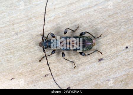 Mauritiobrium undulatum, longhorn beetle (Cerambycidae), also known as long-horned or longicorns. Endemic to the island of Mauritius. Stock Photo