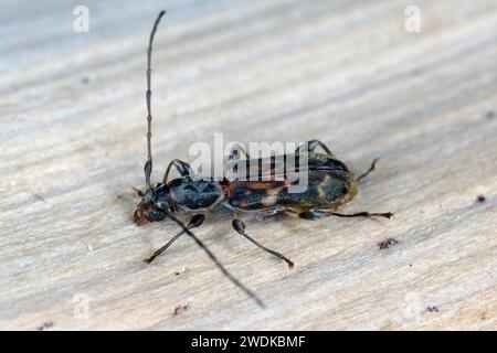 Mauritiobrium undulatum, longhorn beetle (Cerambycidae), also known as long-horned or longicorns. Endemic to the island of Mauritius. Stock Photo