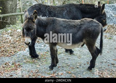 Two donkeys in Grindelwald Switzerland Stock Photo