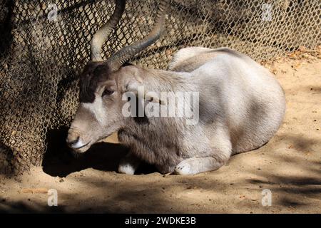 Addax (Addax nasomaculatus), also known as the screwhorn antelope, is an antelope native to the Sahara Desert Stock Photo