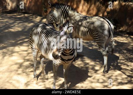 Grevy's Zebra (Equus grevyi) also known as the Imperial Zebra Stock Photo