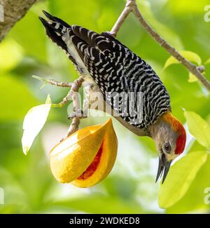 (San Jose, Costa Rica---18 December 2023) Hoffmann's Woodpecker (melanerpes hoffmannii) at the Hotel Bougainvillea. Photograph Copyright 2023 Sean Bur Stock Photo