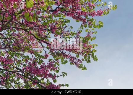 Common lilac syringa vulgaris flowering plant branches with pink flowers in the springtime. Stock Photo