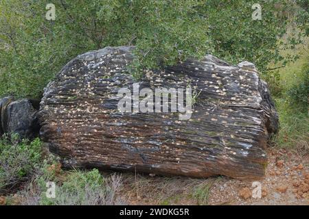 Foliated metamorphic rock with textured striped stone surface and moss. Stock Photo