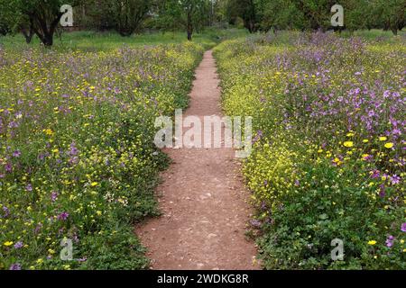 Footpath in park through blooming spring flowers. Stock Photo