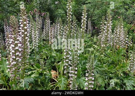 Acanthus mollis plants with flowers and big leaves. Summertime nature. Stock Photo