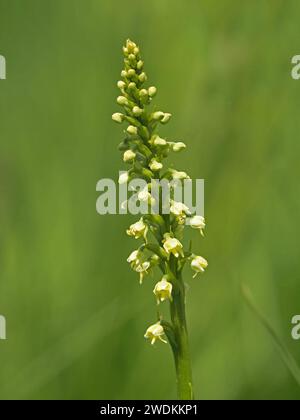 yellow green flowers of Musk orchid (Herminium monorchis) on flowerspike growing wild in Italian Alps, Italy, Europe Stock Photo
