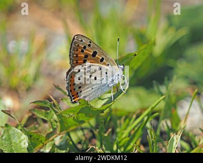 male Purple -shot Copper butterfly (Lycaena alciphron) with flourescent purple upper forewings at rest on foliage in Italian Alps, Italy, Europe Stock Photo