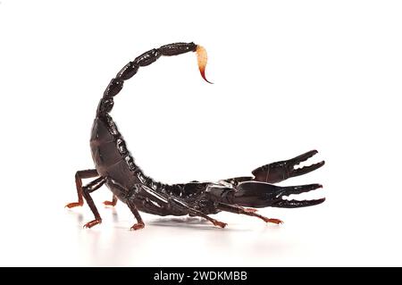 Asian giant forest scorpion (Heterometrus laoticus) on white background