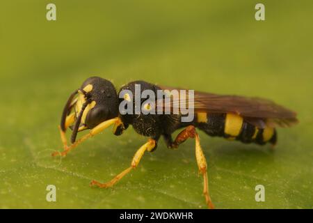 Natural closeup on the ornate tailed digger wasp, Cerceris rybyensis, a predator of furrow bees sitting on a green leaf Stock Photo