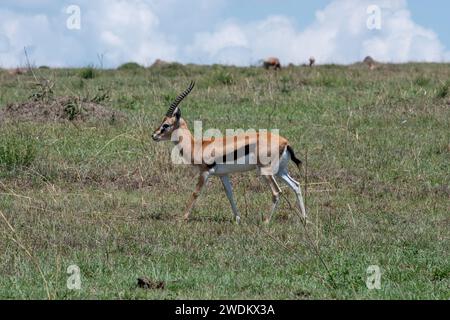 Thomson's gazelle on grassland Stock Photo
