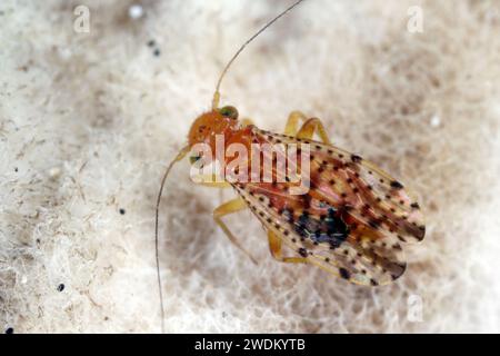 Psocid (Psocoptera) called also - booklice, barklice or barkflies, Mauritius. Stock Photo