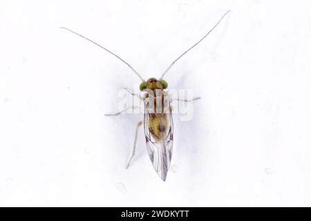 Psocid (Psocoptera) called also - booklice, barklice or barkflies, Mauritius. Stock Photo