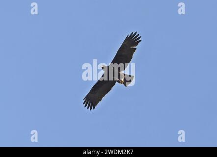 Wahlberg's Eagle (Hieraaetus wahlbergi) adult in flight  Shai Hills, Ghana, Africa.            November Stock Photo